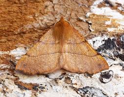 Attēlu rezultāti vaicājumam “Colotois pennaria”