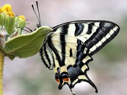 Attēlu rezultāti vaicājumam “Papilio machaon underside”