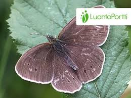 Attēlu rezultāti vaicājumam “Aphantopus hyperantus underside”