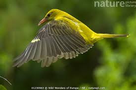 Attēlu rezultāti vaicājumam “Oriolus oriolus female”