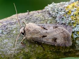 Attēlu rezultāti vaicājumam “Agrotis exclamationis”