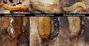 Attēlu rezultāti vaicājumam “Schizotus pectinicornis larva”