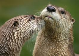 Image result for Worthing Otters