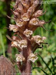 Attēlu rezultāti vaicājumam “Orobanche reticulata”