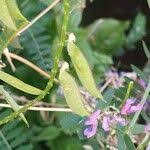 Attēlu rezultāti vaicājumam “Vicia cracca fruit”