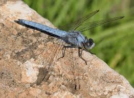 Attēlu rezultāti vaicājumam “Orthetrum brunneum”