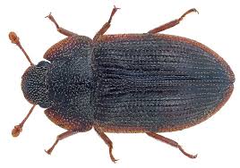 Attēlu rezultāti vaicājumam “Zopheridae”