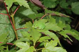 Attēlu rezultāti vaicājumam “Acer pseudoplatanus fo. purpurascens leaf”