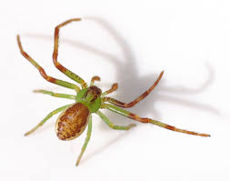 Attēlu rezultāti vaicājumam “Diaea dorsata male”