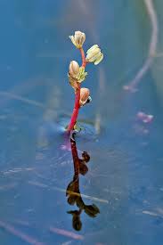 Attēlu rezultāti vaicājumam “Myriophyllum alterniflorum”