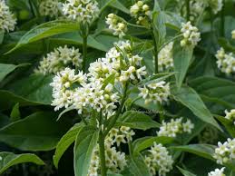 Attēlu rezultāti vaicājumam “Vincetoxicum hirundinaria flower”