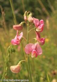 Attēlu rezultāti vaicājumam “Lathyrus sylvestris fruit”