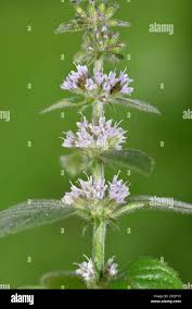 Attēlu rezultāti vaicājumam “Mentha x verticillata”