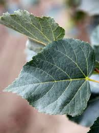Attēlu rezultāti vaicājumam “Tilia cordata leaf”
