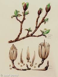 Attēlu rezultāti vaicājumam “Liriodendron tulipifera bud”