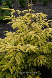 Attēlu rezultāti vaicājumam “Picea orientalis”