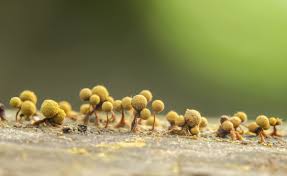 Attēlu rezultāti vaicājumam “Cribraria aurantiaca spores”