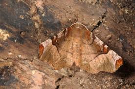 Attēlu rezultāti vaicājumam “Selenia tetralunaria”