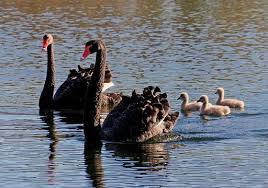 Attēlu rezultāti vaicājumam “Cygnus atratus”