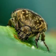 Attēlu rezultāti vaicājumam “Oxythyrea funesta”