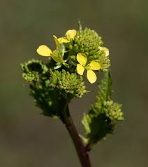 Attēlu rezultāti vaicājumam “Sinapis arvensis”