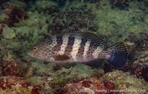 Image result for Epinephelus adscensionis