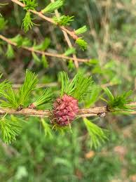 Attēlu rezultāti vaicājumam “Larix kaempferi female flower”