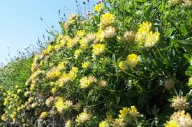 Attēlu rezultāti vaicājumam “Anthyllis maritima leaf”