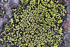 Attēlu rezultāti vaicājumam “Rhizocarpon geographicum”