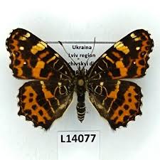 Attēlu rezultāti vaicājumam “Araschnia levana”