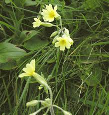 Attēlu rezultāti vaicājumam “Primula x polyantha”