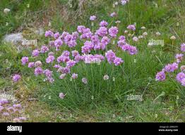 Image result for Grasnelke