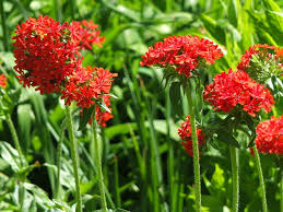 Attēlu rezultāti vaicājumam “Silene chalcedonica flower”