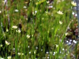 Attēlu rezultāti vaicājumam “Rhynchospora alba fruit”