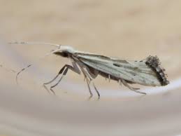 Attēlu rezultāti vaicājumam “Plutellidae”