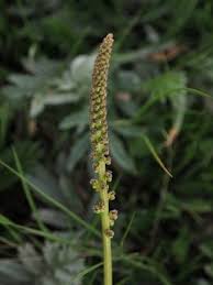 Attēlu rezultāti vaicājumam “Juncaginaceae”