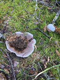 Attēlu rezultāti vaicājumam “Hydnellum sp.”