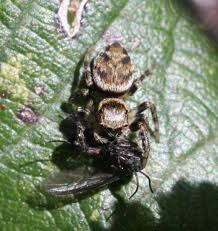 Attēlu rezultāti vaicājumam “Evarcha falcata male”