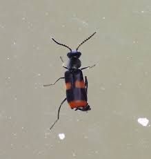 Attēlu rezultāti vaicājumam “Anthocomus fasciatus”