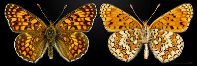 Attēlu rezultāti vaicājumam “Melitaea phoebe”