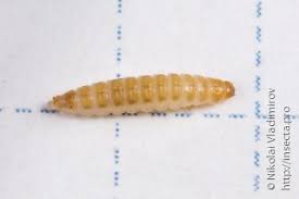 Attēlu rezultāti vaicājumam “Byturidae”