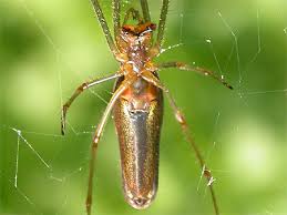 Attēlu rezultāti vaicājumam “Tetragnatha montana”