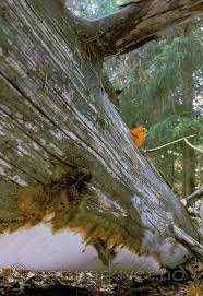 Attēlu rezultāti vaicājumam “Perenniporia subacida”