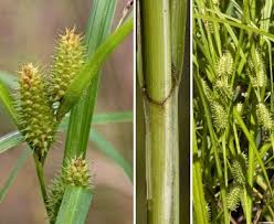 Attēlu rezultāti vaicājumam “Carex arenaria  fruit”