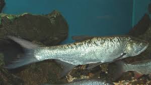 Image result for Aspius aspius