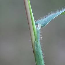 Attēlu rezultāti vaicājumam “Digitaria ischaemum”