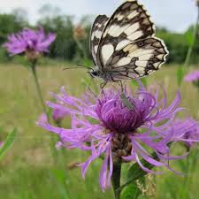 Attēlu rezultāti vaicājumam “Centaurea jacea fruit”