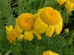Image result for Anthemis tinctoria