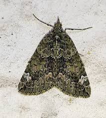 Attēlu rezultāti vaicājumam “Chloroclysta siterata”