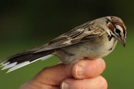 Image result for Chondestes grammacus